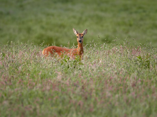 Roe Deer (Capreolus capreolus)