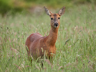 Roe Deer (Capreolus capreolus)