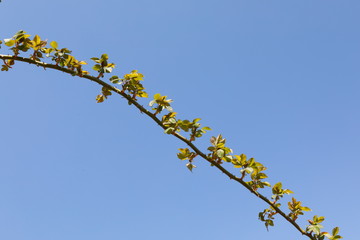새싹이 보이는 아름다운 봄풍경