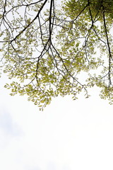 새싹이 보이는 아름다운 봄풍경