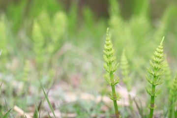 새싹이 보이는 아름다운 봄풍경