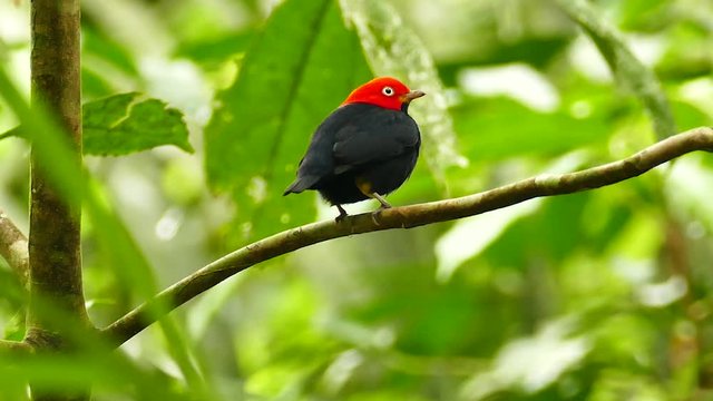 Red Capped Manakin Beautifully Displayed With Bright Color - HD