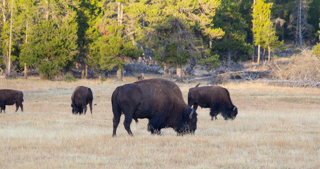 Bison