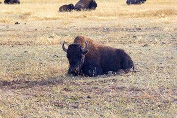 Bison