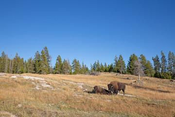 Naklejka premium Bison