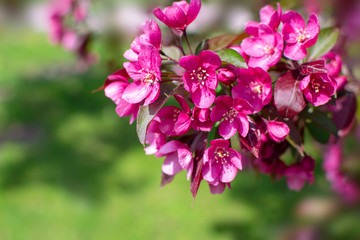 Decorative apple tree branch with blooming red flowers  on green (defocused grass lawn) background at sunny spring day