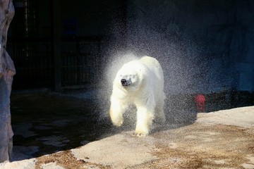 ホッキョクグマ　水しぶき