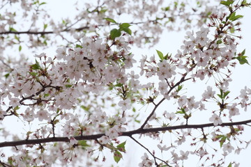 Sakura cherry blossoms tree in pink color, turn full blooming ,full frame photo good for pink background in Japan