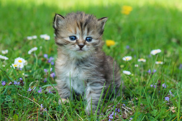 Naklejka na ściany i meble The portrait of a young three weeks old kitten in the grass and flowers. Looking cute and happy even with a bit squinting eyes.