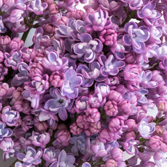 fleurs de lilas. Pattern. Fond d'arri&egrave;re  