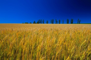 マイルドセブンの丘