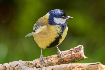 Great tit in the garden