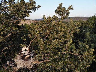 STORK CITY