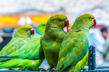 Parrots on Souq Waqif Bird Market in Doha, Qatar