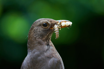 Female Blackbird with food in her mouth.