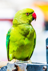 Parrot on Souq Waqif Bird Market in Doha, Qatar