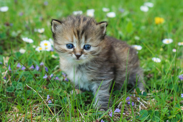 Naklejka na ściany i meble The portrait of a young three weeks old kitten in the grass and flowers. Looking cute and happy even with a bit squinting eyes. 