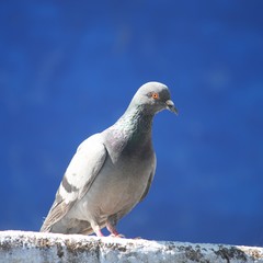 pigeon on the sky