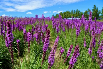 Naklejka premium 四季彩の丘