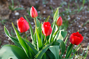 beautiful red tulips blooming in the spring garden
