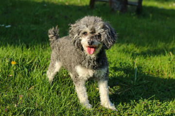 The portrait picture of the cute curly dog. It is a cross breed of poodle and shi tzu.  