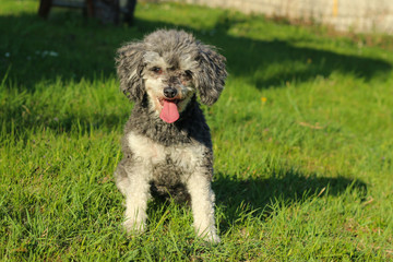 The portrait picture of the cute curly dog. It is a cross breed of poodle and shi tzu.  