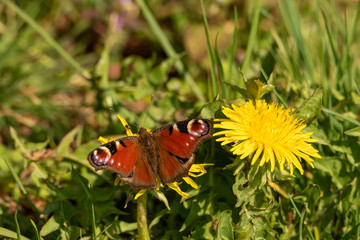 Tagpfauenauge auf Löwenzahn