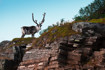 a reindeer grazing grass on a rock somewhere in Scandinavia