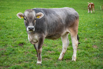 Fototapeta premium Beautiful swiss cows. Alpine meadows. Mountains.
