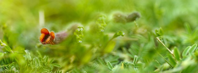panoramic view of foxglove flower on green bokeh background. green grass and flowers © mijun