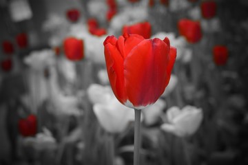 Obraz premium Only the red tulips shine