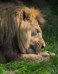 Lion feeding