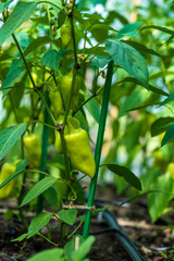 Fototapeta premium Sweet, green pepper hangs on a branch and ripens on a bed in a greenhouse in summer