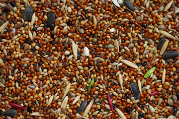 Seeds of different types close up