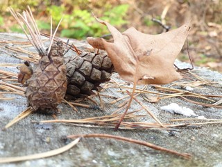 dead pine cone