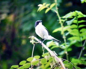 Obraz premium A bird finding its dinner