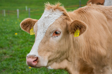 Beautiful swiss cows. Alpine meadows. Mountains.