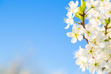 Obraz na płótnie Canvas White flowers of cherry blossoms on sunny spring day. Blooming sakura tree on sky background in garden or park. Cherry blossom.