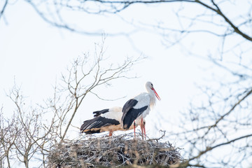 Two storks in their nest, in the spring months, one stork is standing the other is in the nest