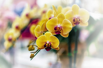 Beautiful orchid flower with natural background.
