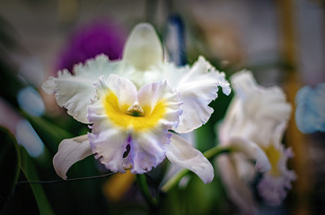 Obraz na płótnie Canvas Beautiful orchid flower with natural background. 