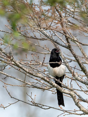 A magpie perched on a bare tree on a sunny spring day, shallow depth of field
