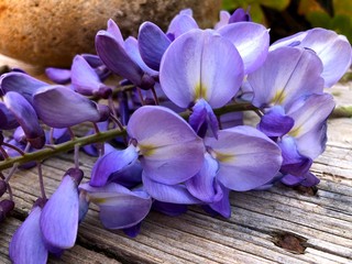 full blooming of a wisteria flower