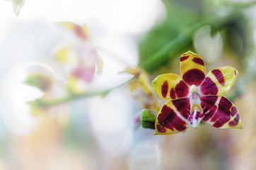 Beautiful orchid flower with natural background.
