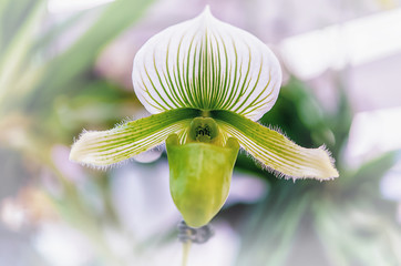 Beautiful orchid flower with natural background.
