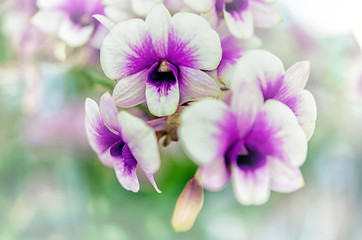 Beautiful orchid flower with natural background.
