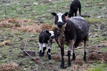 Naklejka na ściany i meble Young black sheeps, lambs with there mother sheep, look at the camera