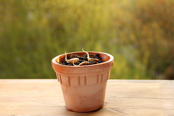 sprouted seeds of the pumpkin family vegetables: cucumbers, zucchini, pumpkins lie on a moist layer of earth in a ceramic pot