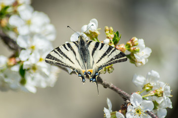 Eastern swallowtail or Papilio glaucus butterfly perched on beautiful white blossoming sour cherry tree, seasonal flora, insect, fauna, butterfly with damaged wing tail