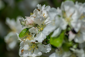 Apple tree blossom, white tender flowers in spring on blue sky, selective focus, seasonal nature flora